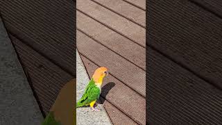 카이큐 앵무새! 나대지 좀 마라 쫌 ! 아이고! 삼천리 강산이넹! '장기하와 얼굴들' 피처링