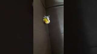 모란앵무vs코뉴어앵무새 싸움 (Nyasa lovebird vs Conure bird)