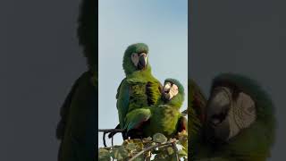 Chestnut-fronted Macaw| Ara severus #parrot #parrotsofinstagram #parrots #parrotsplaying #parrotsfun