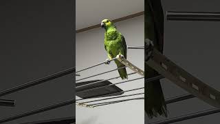 귀농귀촌 아마존앵무새 말하고 놀아주기