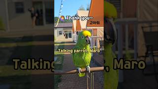 마로영어로 말하는앵무새 #아마존앵무새