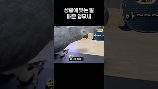 상황에 맞는 말 배운 앵무새 ️ 회색앵무 잠바