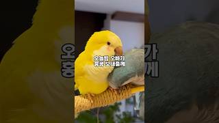 앵무새 커플의 불타오르는 뜨거운 사랑
