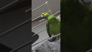 귀농귀촌 애기아마존앵무새 말하고 놀아주기