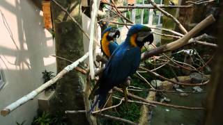 서울동물원(Seoul Zoo) 열대조류관 금강앵무(Scarlet Macaw)