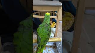 귀농귀촌 애기앵무새들 이유식먹기