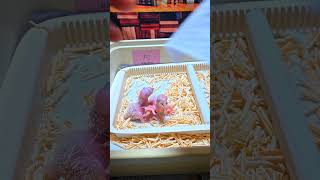 청금강 둘째. 이유조 앵무새로 입양하시는 보호자님들께서는 입양시 안내드리는 양육 방법을 잘 지켜주세요. 습관도 신경 쓰시면 바꿀 수 있어요. #birdslover #parrots