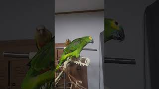 귀농귀촌  앵무새 이유식먹기