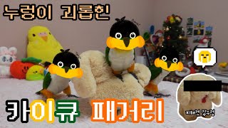  카이큐와 누렁이 