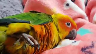 썬코뉴어 앵무새 발꼬락 파워~파바바박