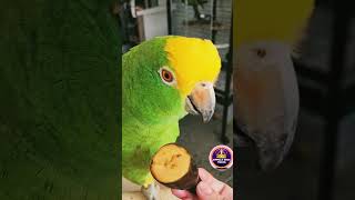 yellow headed amazon parrot vi…
