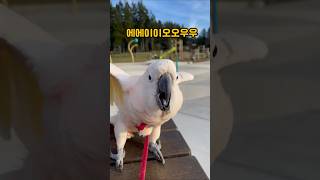 앵무새에 대한 충격적(?) 결론