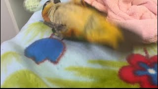 카이큐앵무새)잘 가지고 놀던 공 지구 밖으로 던져버리는 티모