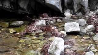 계곡물가에서 혼자 물장구 치고 놀고 있는 예쁜 새 "" Korea Bird. Jeonju city. KOREA