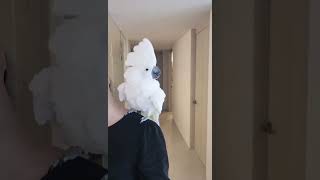 #앵무새 #엄브렐라코카투 #parrot #parrotlife #umbrellacockatoo #dancingparrot  이모가 와서 신난 구름이 #bounce