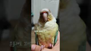 [앵무새_코뉴어] 루오는 졸린데 누나가 괴롭혀요!