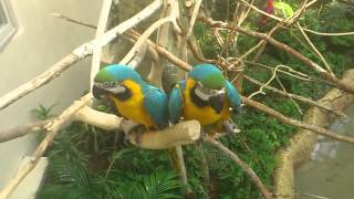 서울동물원(Seoul Zoo) 열대조류관 금강앵무(Scarlet Macaw)
