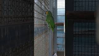 아마존 앵무C가 발정이 온 상태..