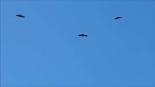 금강종주길에서 만난 독수리떼