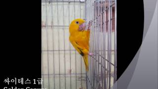 골든코뉴어 Golden Conure
