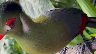 Cape thick knee turaco fruit d…