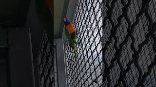 오색 청해 앵무새 키우면서 애로 사항 야들은 배설 할때 물 ㄸ을 그냥 쫙 발사 해서 새장 전체가 야들 배설 물로 ㅠㅠ 가득 청소 불가