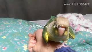 귀여운 코뉴어 아가보고 힐링하세요~