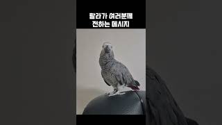앵무새 랄라가 여러분께 전하는 특별한 메시지 / 회색앵…
