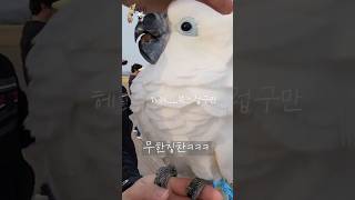 델타 첫 자유비행 과연 성공했을까? #델타 #코카투 #하이브리드코카투 #카페마카우  #앵무새  #앵무새브이로그 #앵무새훈련 #자비스