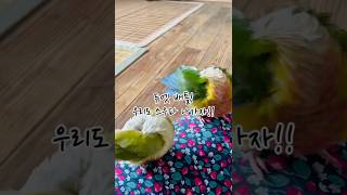 스트릿 코뉴어 파이터 나가자!! 스코파#일상#코뉴어#웃…