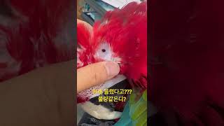 앵무새 귓구멍 콧구멍 #홍금강앵무새 #cute #bir…