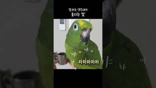 말하는앵무새가 대답안한다고 똥깨라고 놀리며 웃네 #아랑…