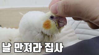 꼬물이 앵무새의 하루 ㅣ앵집사옐씨의 일상(24)