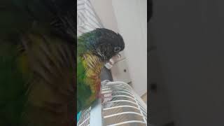 선풍기 위에서 털갈이 하는 코뉴어 핑구 