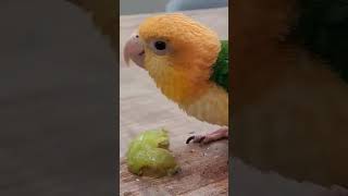 샤인머스켓 먹는 하나 #노란머이카이큐 #앵무새 #parrot #카이큐앵무새 #카이큐