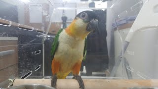 [앵무새] 크레이지버드 RIO Life