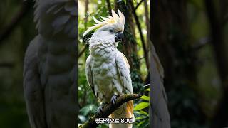 앵무새 코카투 수명 약 80년