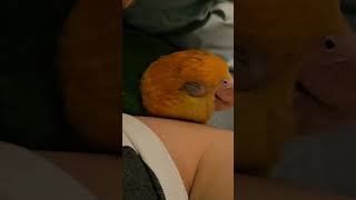 깜빡 졸은 하나 #노란머리카이큐 #앵무새 #parrot