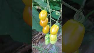 매일 신선도100%유지 먹거리를 먹고 있는 울 아마존C 앵무새 새장 앞에 직접 농사 해서 먹이고 있습니다