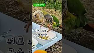 국수먹방#코뉴어#귀여운앵무새 #사랑스러운앵무새 #맛있어…