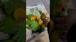 배고픈 아기 썬코뉴어앵무새