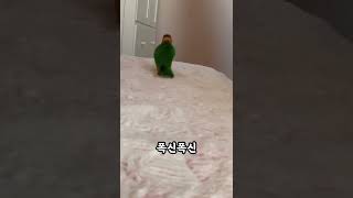 침대에서 뛰어노는 앵무새 #shorts #parrot …
