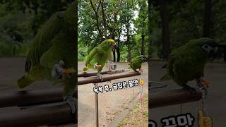 율리&amp;마로 #한스마카우 #아마존앵무새 #산책가방…