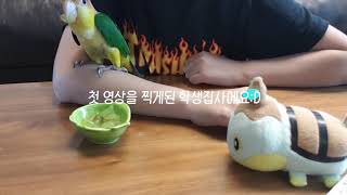 학생집사의 첫 영상:D/카이큐 포도 먹이기