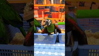 사계절 앵무새는 앵무새 번식 사업장이예요