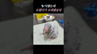  이랬는데~ 요랬다가 요래됐슴당#앵무새#퀘이커앵무새#아…