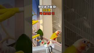 앵무새가 자꾸 물 때 간단 해결방법 #앵무새 #birds #코뉴어