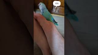 새로운 물건에 낯가리는 모란앵무 #parrot #lov…
