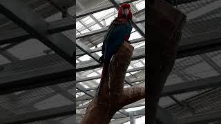 #Shorts 홍금강앵무