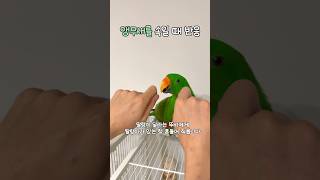 앵무새 속일 때 반응 | 뚜비 놀리는 집사     #뉴기니아 #뉴기니아앵무새 #앵무새 #eclectus #parrot #eclectusparrot #birds #shorts